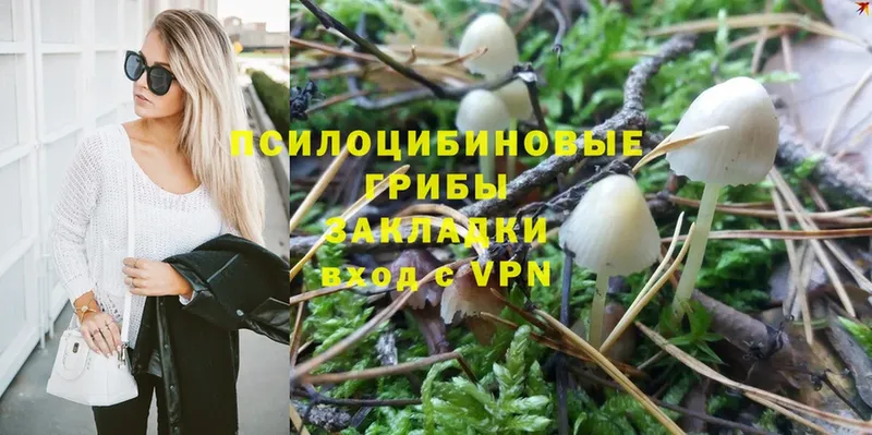 Псилоцибиновые грибы Psilocybe  Белорецк 